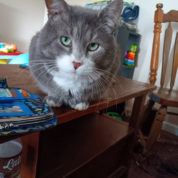 Meet your Posher, Bridget - Picture 2 of 2